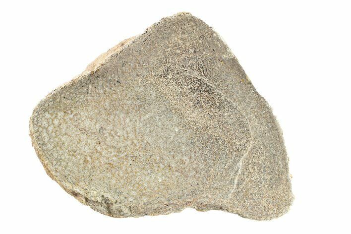 Polished Dinosaur Bone (Gembone) Slab - Morocco #271429